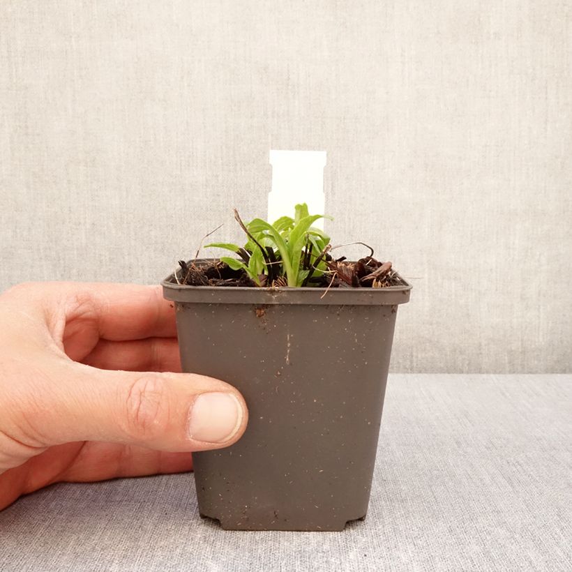 Exemplar von Echinacea purpurea Milkshake - Sonnenhut Kleine Töpfe von 8/9 cm wie im Frühjahr geliefert