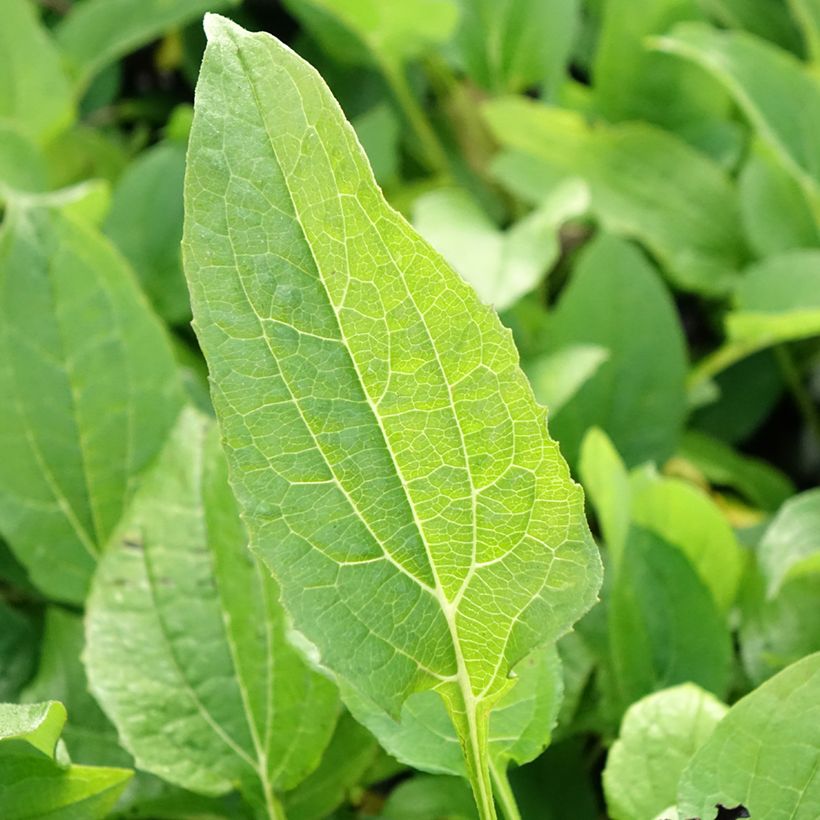 Echinacea purpurea Milkshake - Sonnenhut (Foliage)