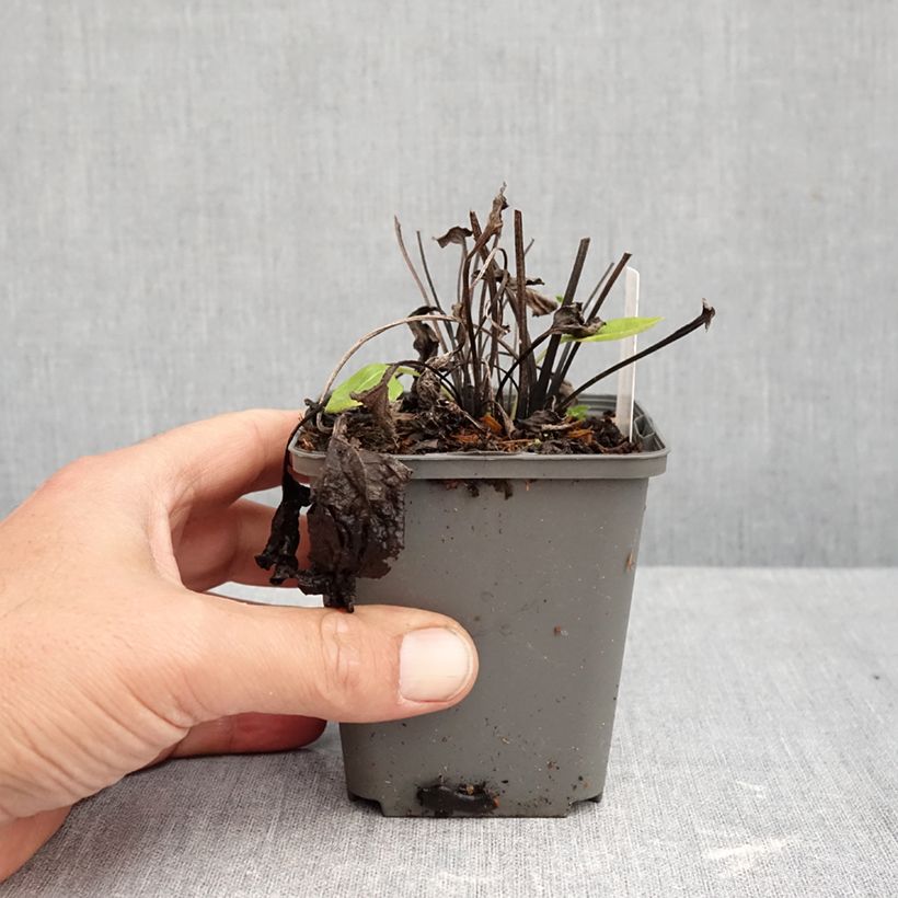 Exemplar von Echinacea purpurea Milkshake - Sonnenhut Kleine Töpfe von 8/9 cm wie im Herbst geliefert