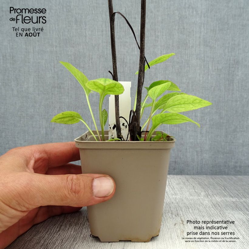 Example of Echinacea purpurea Razzmatazz - Sonnenhut Kleine Töpfe von 8/9 cm as you get in ete