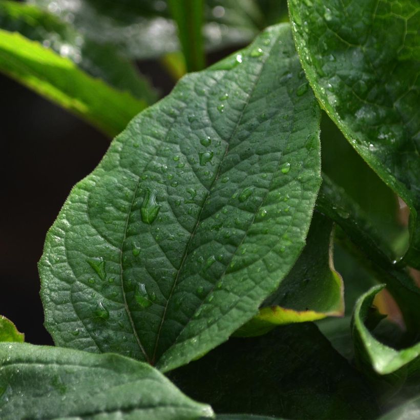 Echinacea purpurea - Purpursonnenhut (Foliage)