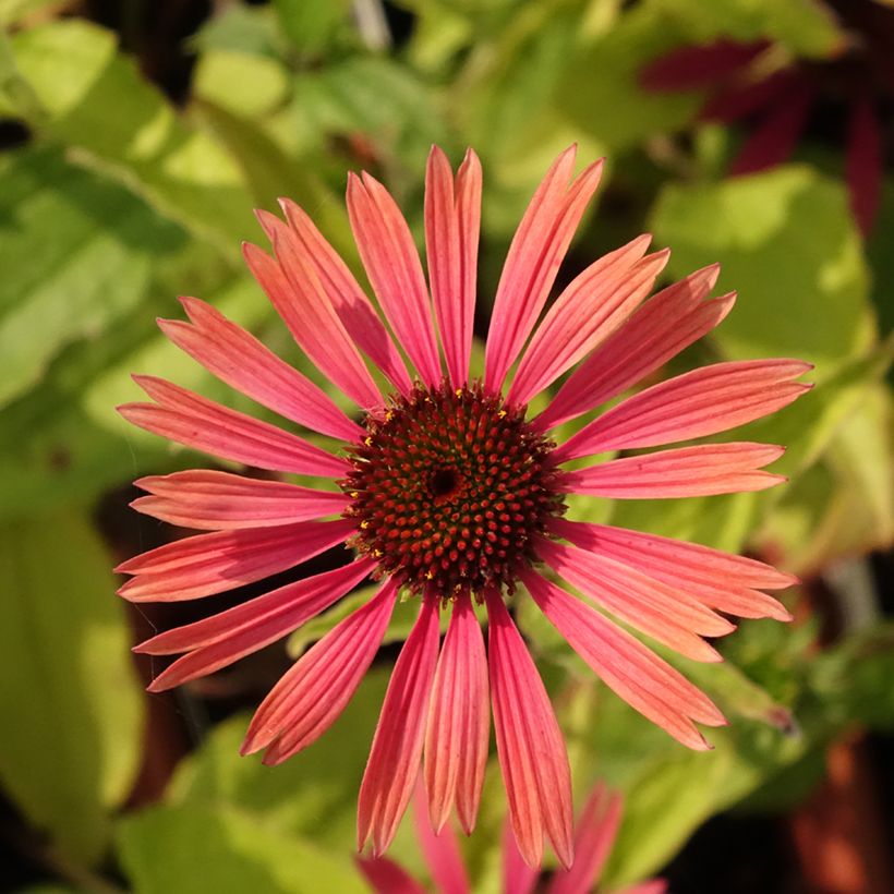 Echinacea purpurea Summer Cocktail - Sonnenhut (Flowering)