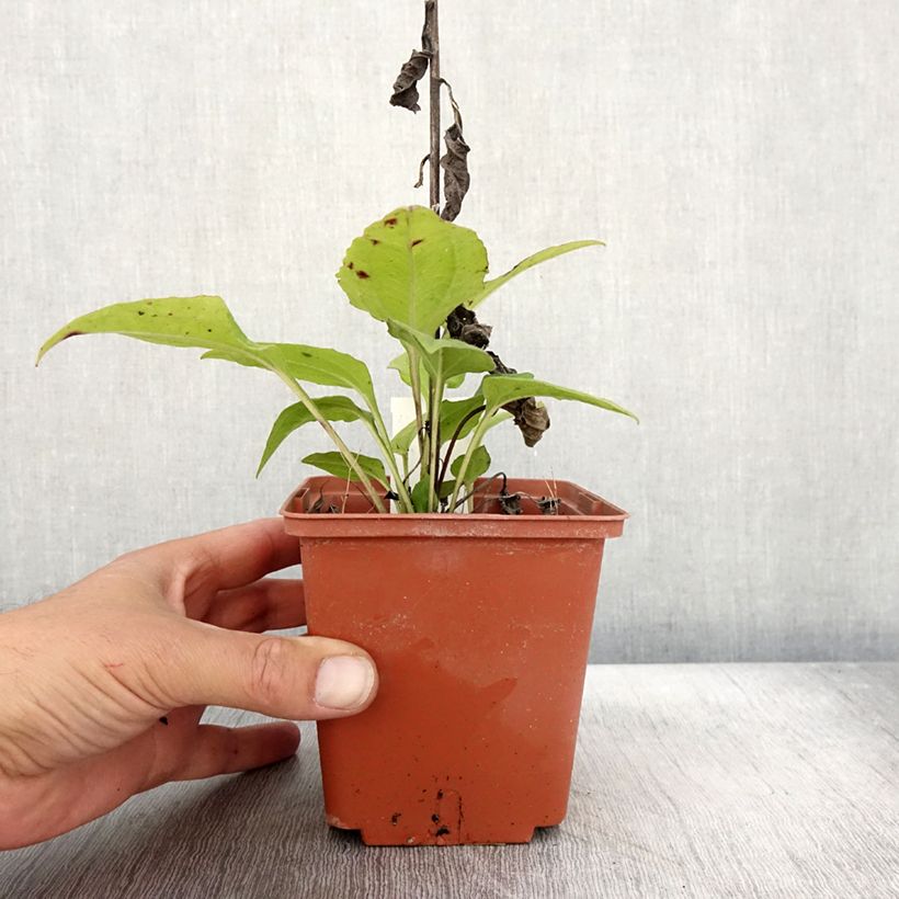Example of Echinacea purpurea Summer Cocktail - Sonnenhut Topf mit 1L/1,5L as you get in automne