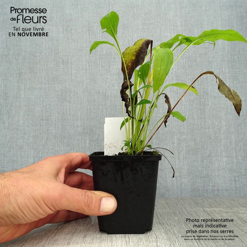Example of Echinacea purpurea Sunrise - Sonnenhut Kleine Töpfe von 8/9 cm as you get in automne