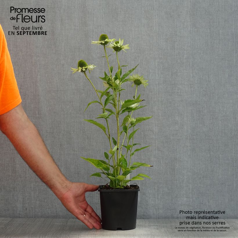 Example of Echinacea purpurea Virgin - Sonnenhut Topf mit 2L/3L as you get in ete