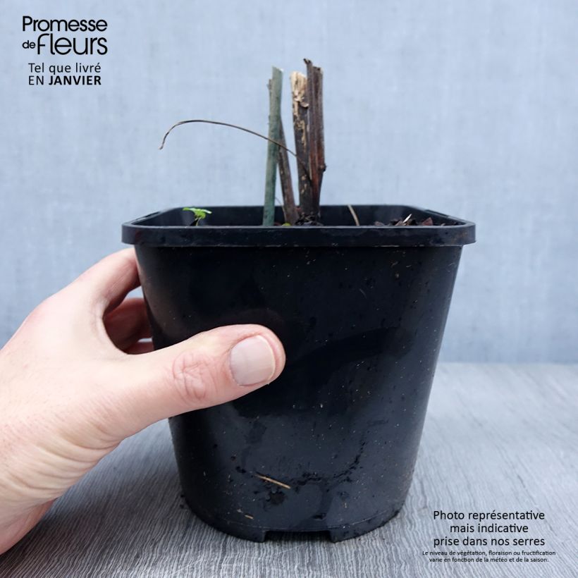 Exemplar von Echinacea purpurea Virgin - Sonnenhut Topf mit 2L/3L wie im Winter geliefert