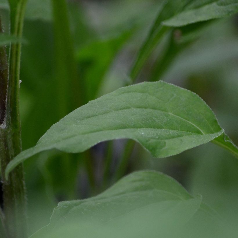 Echinacea purpurea Secret Romance - Sonnenhut (Foliage)