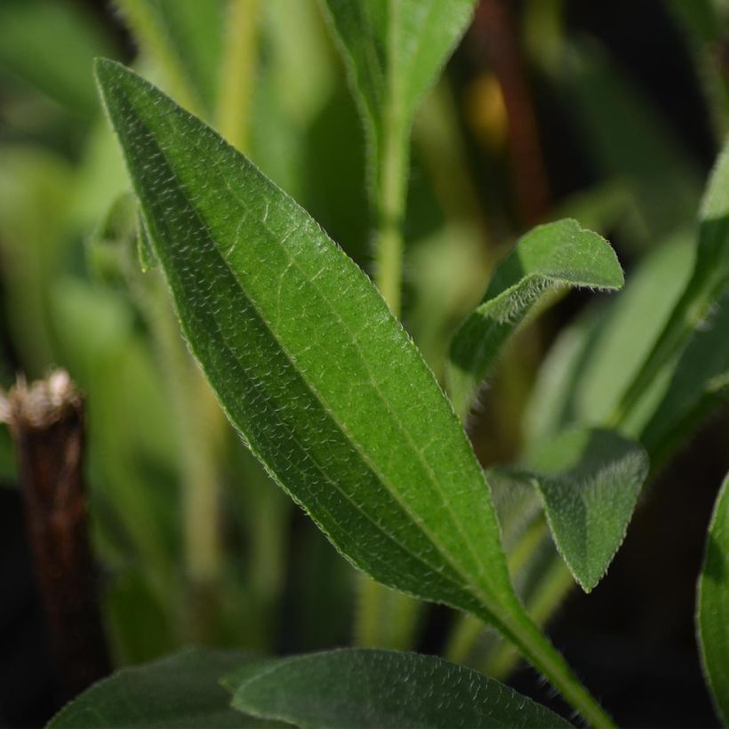Echinacea purpurea Southern Belle - Sonnenhut (Foliage)