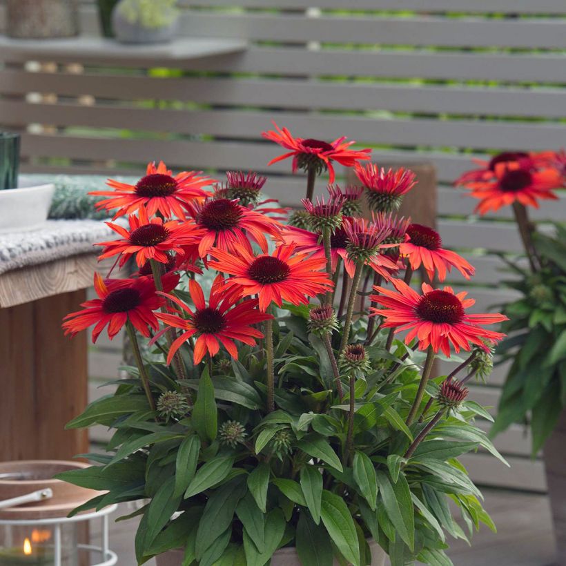 Echinacea purpurea Sun Magic Vintage Orange - Sonnenhut (Flowering)