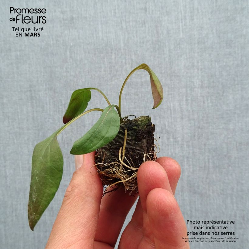 Example of Echinacea purpurea Sun Magic Vintage Ruby - Sonnenhut Mini-Plug Ø 3/4 cm as you get in printemps