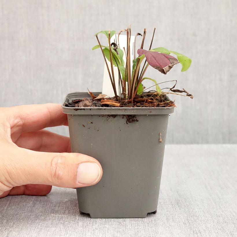 Exemplar von Echinacea Sunny Meadow Mama - Scheinsonnenhut Kleine Töpfe von 8/9 cm wie im Herbst geliefert