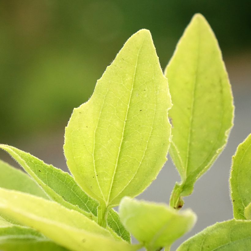 Echinacea purpurea SunSeekers Apple Green - Sonnenhut (Foliage)