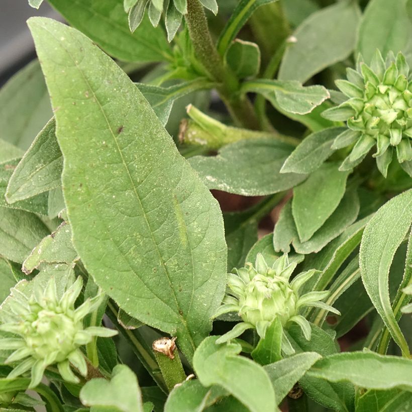 Echinacea purpurea - Sonnenhut (Foliage)