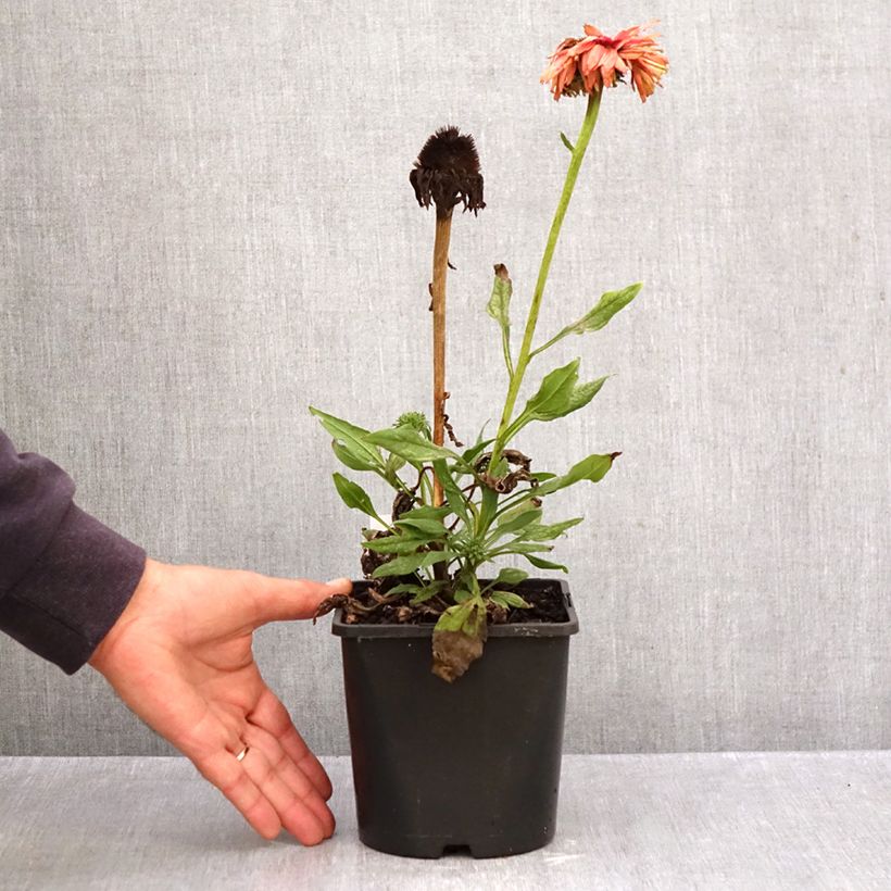 Exemplar von Echinacea purpurea - Sonnenhut Topf mit 1,5L/2L wie im Herbst geliefert