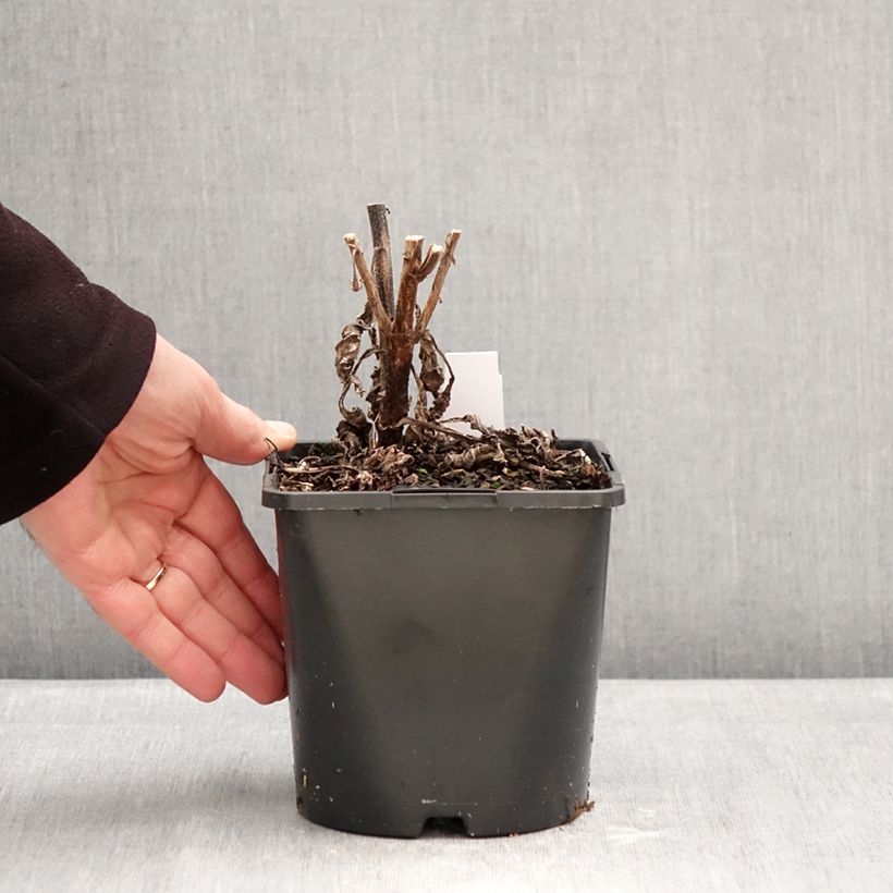 Exemplar von Echinacea purpurea - Sonnenhut Topf mit 1,5L/2L wie im Winter geliefert