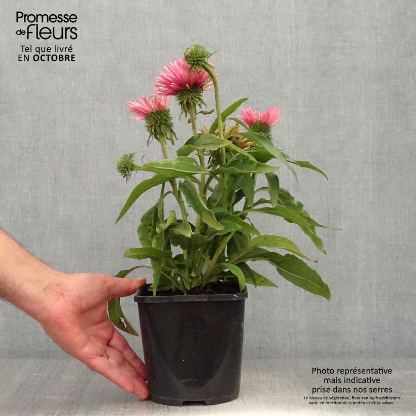 Example of Echinacea purpurea SunSeekers Salmon - Sonnenhut Topf mit 2L/3L as you get in automne