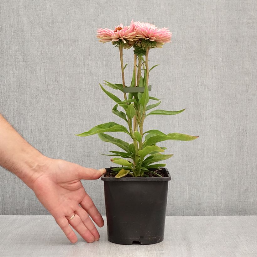 Exemplar von Echinacea purpurea SunSeekers Salmon - Sonnenhut Topf mit 2L/3L wie im Sommer geliefert