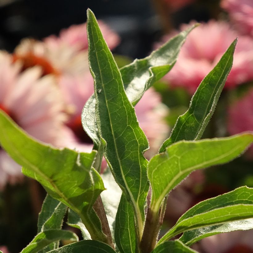 Echinacea purpurea SunSeekers Salmon - Sonnenhut (Foliage)