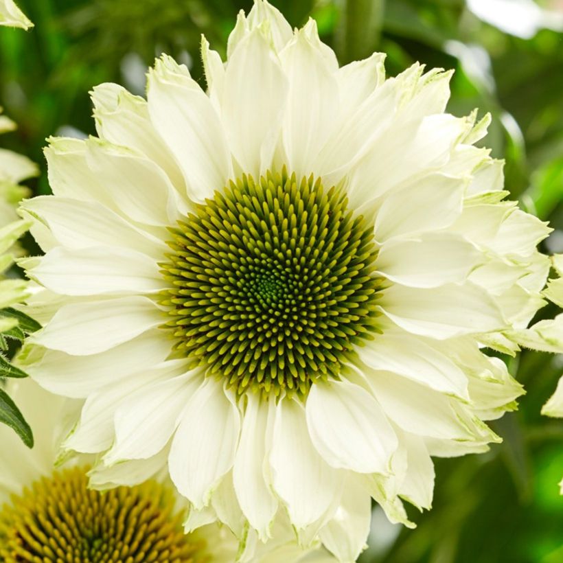 Echinacea purpurea SunSeekers White Perfection - Sonnenhut (Flowering)