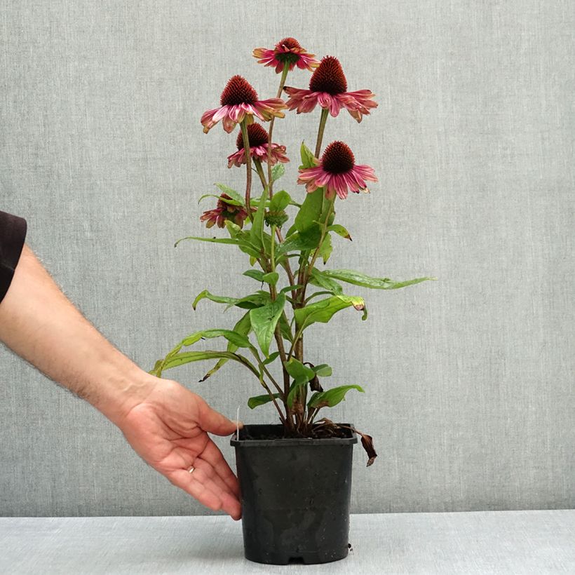 Exemplar von Echinacea Sweet Sandia - Scheinsonnenhut Topf mit 2L/3L wie im Sommer geliefert