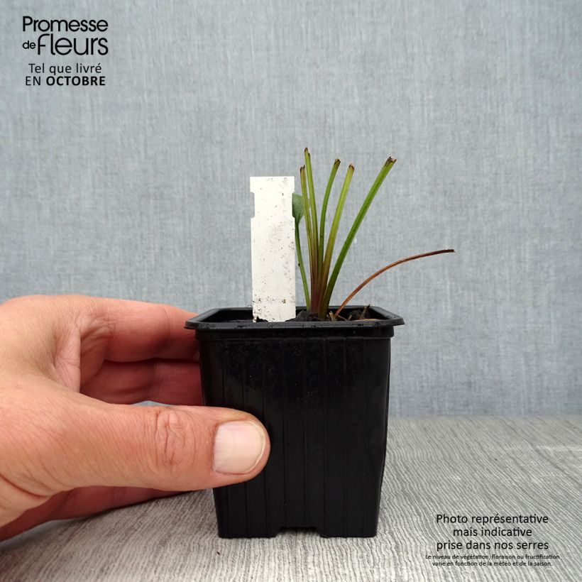 Example of Echinacea Tiki Torch - Scheinsonnenhut Kleine Töpfe von 8/9 cm as you get in automne
