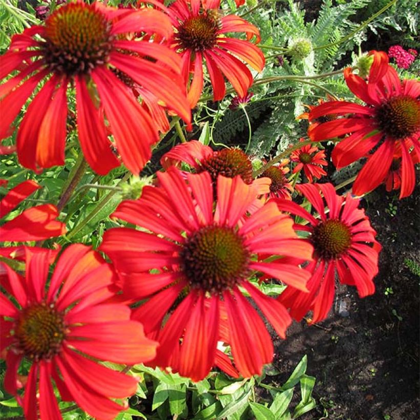 Echinacea purpurea Tomato Soup - Sonnenhut (Flowering)