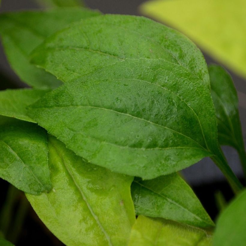 Echinacea Tweety - Scheinsonnenhut (Foliage)