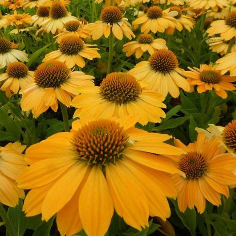 Echinacea Tweety - Scheinsonnenhut (Flowering)