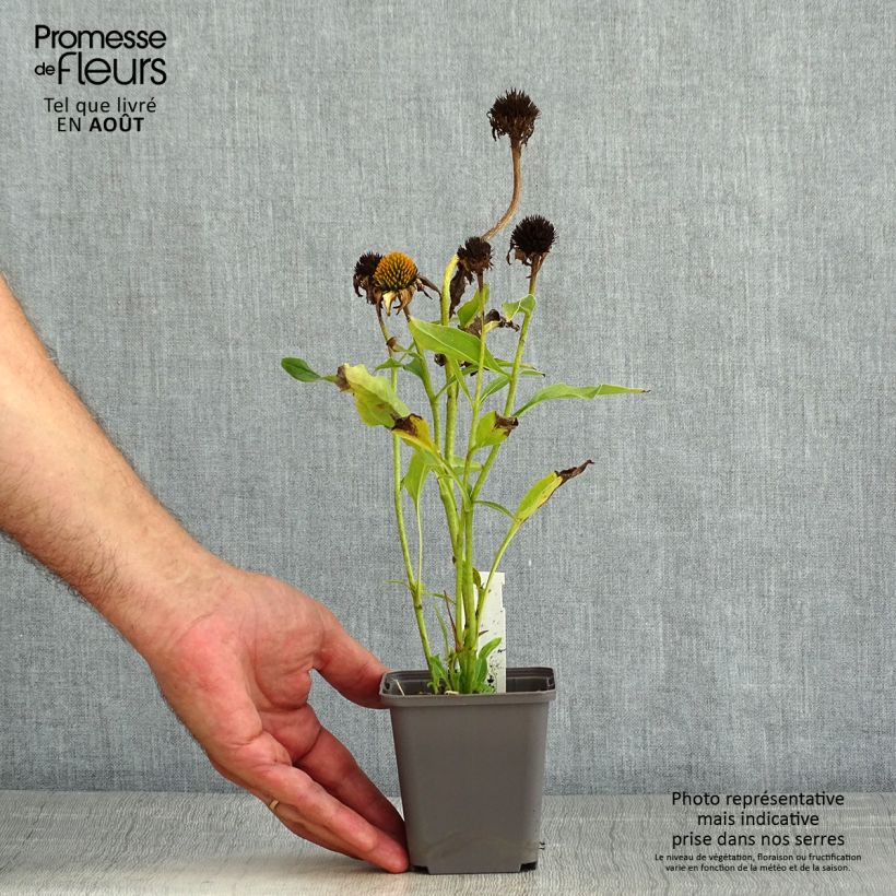 Example of Echinacea Tweety - Scheinsonnenhut Kleine Töpfe von 8/9 cm as you get in ete