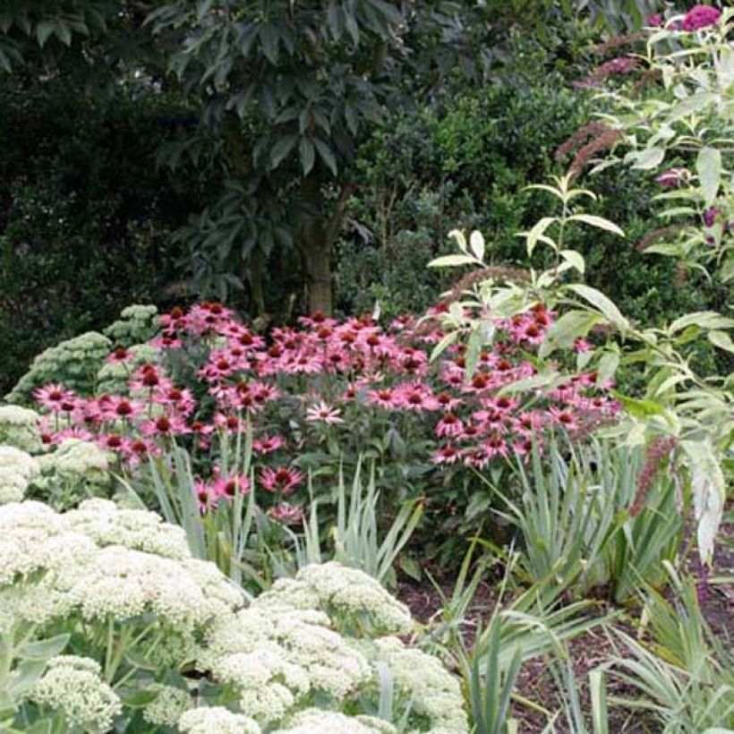 Echinacea purpurea Maxima - Sonnenhut (Plant habit)
