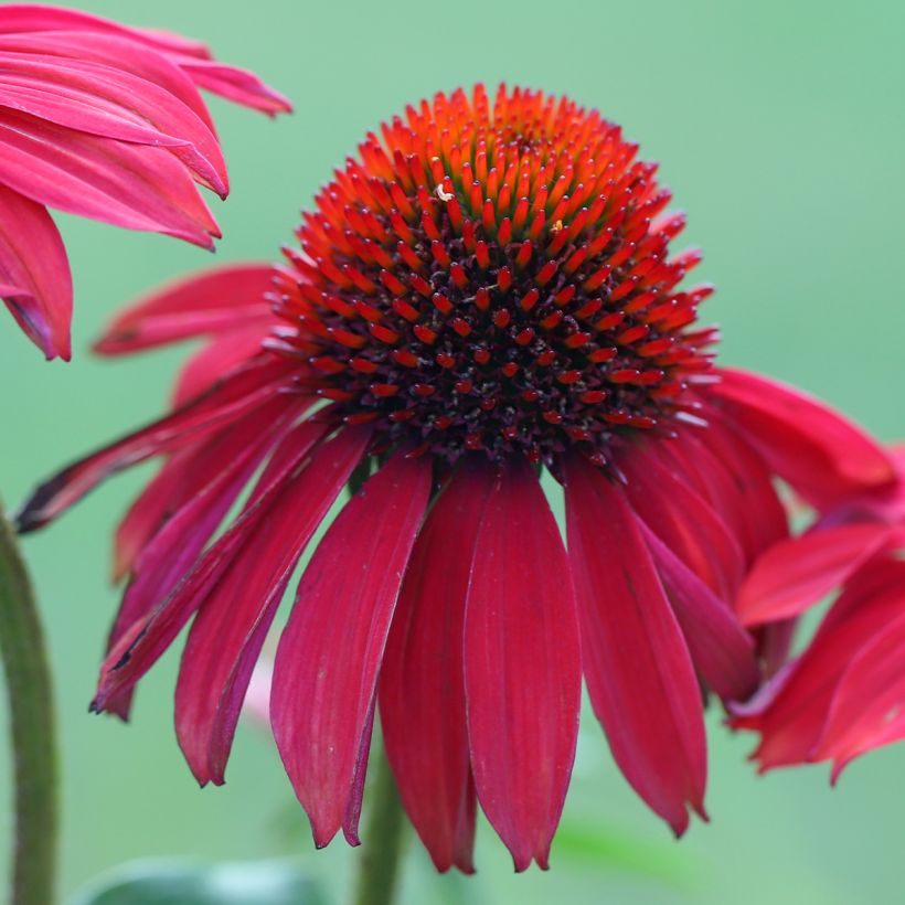 Echinacea purpurea Sombrero Baja Burgundy - Sonnenhut (Flowering)