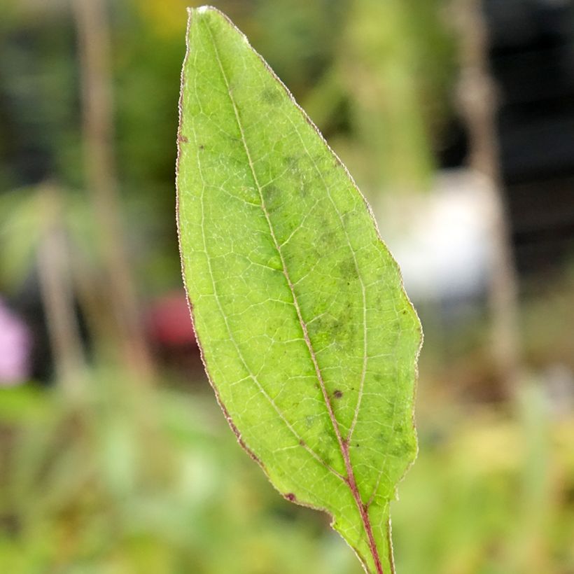 Echinacea purpurea Sombrero Baja Burgundy - Sonnenhut (Foliage)
