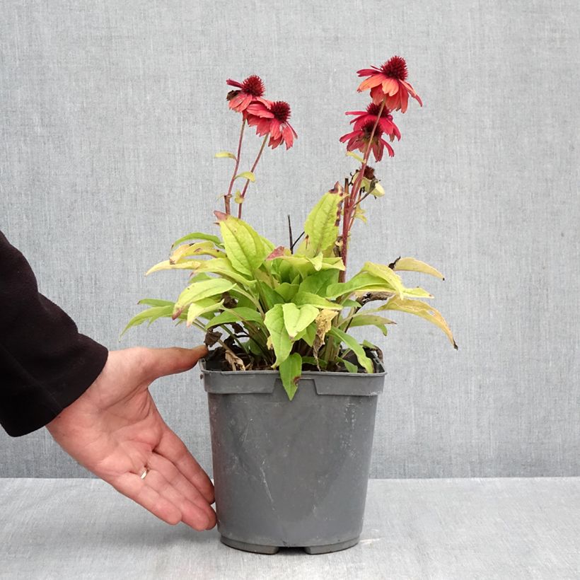 Exemplar von Echinacea purpurea Sombrero Baja Burgundy - Sonnenhut Topf mit 2L/3L wie im Herbst geliefert