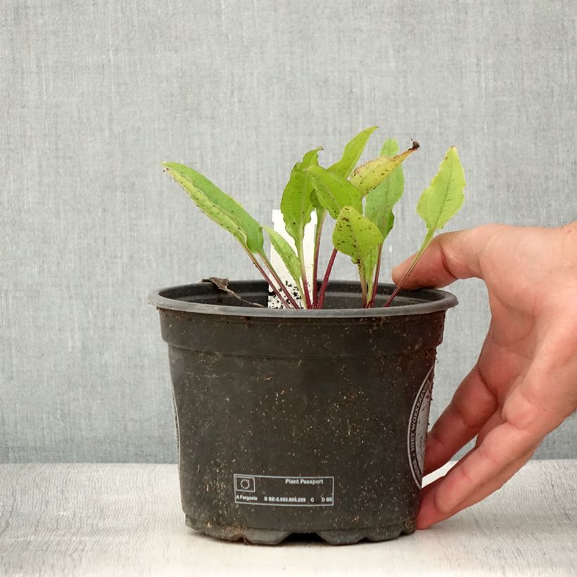 Example of Echinacea purpurea Sombrero Baja Burgundy - Sonnenhut Topf mit 2L/3L as you get in ete
