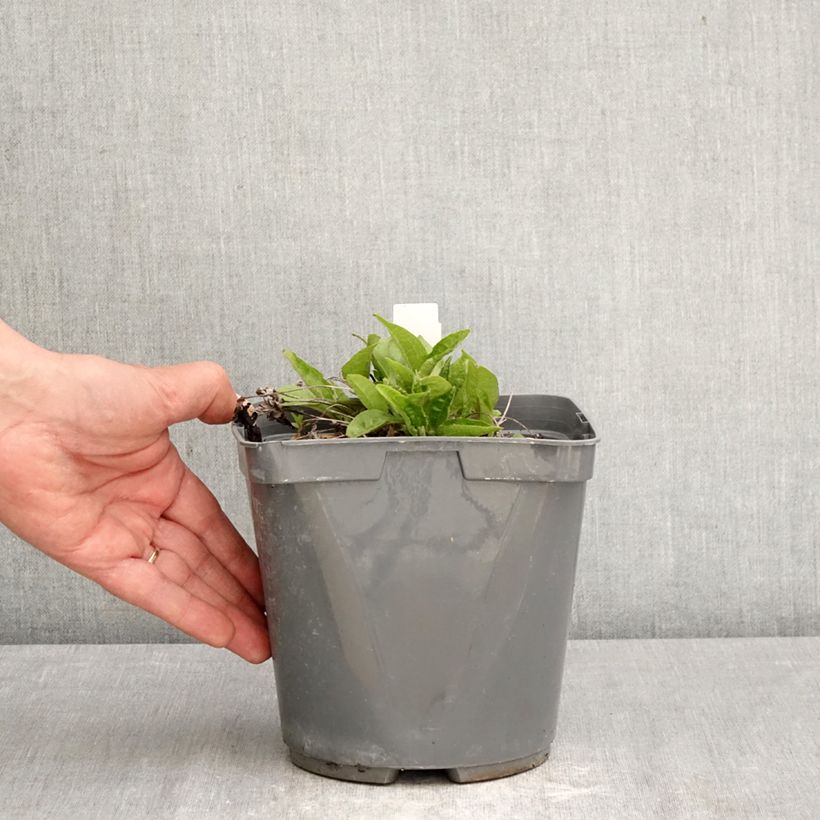 Exemplar von Echinacea purpurea Sombrero Baja Burgundy - Sonnenhut Topf mit 2L/3L wie im Frühjahr geliefert