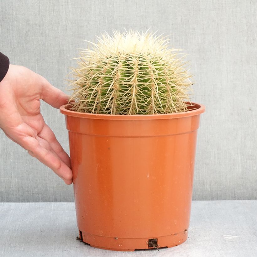 Exemplar von Echinocactus grusonii var. albispinus Topf mit 4L/5L wie im Herbst geliefert