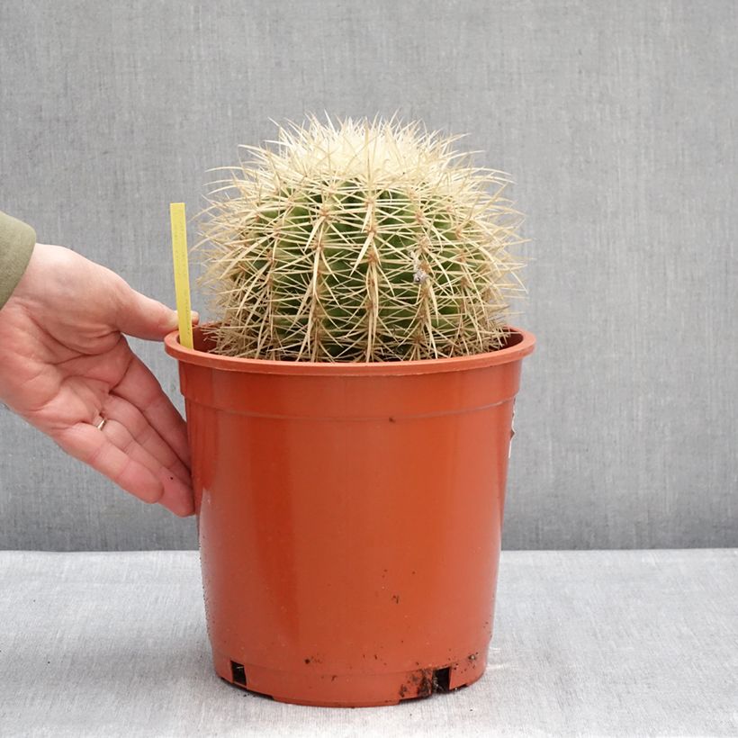 Exemplar von Echinocactus grusonii var. albispinus Topf mit 4L/5L wie im Winter geliefert