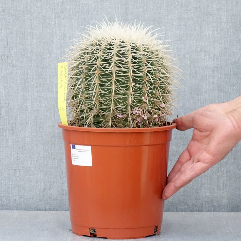 Example of Echinocactus grusonii var. albispinus Topf mit 4L/5L as you get in ete