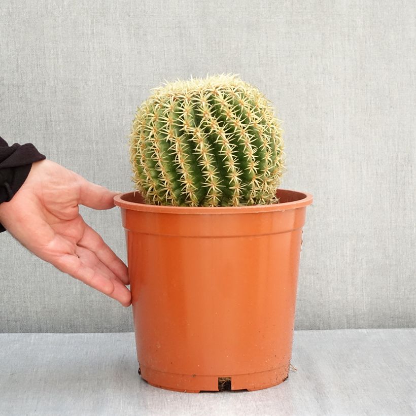 Exemplar von Echinocactus grusonii var. brevispinus Topf mit 4L/5L wie im Herbst geliefert