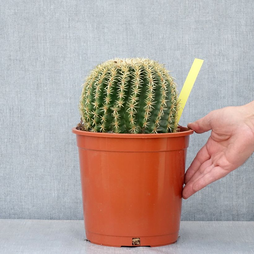 Example of Echinocactus grusonii var. brevispinus Topf mit 4L/5L as you get in ete