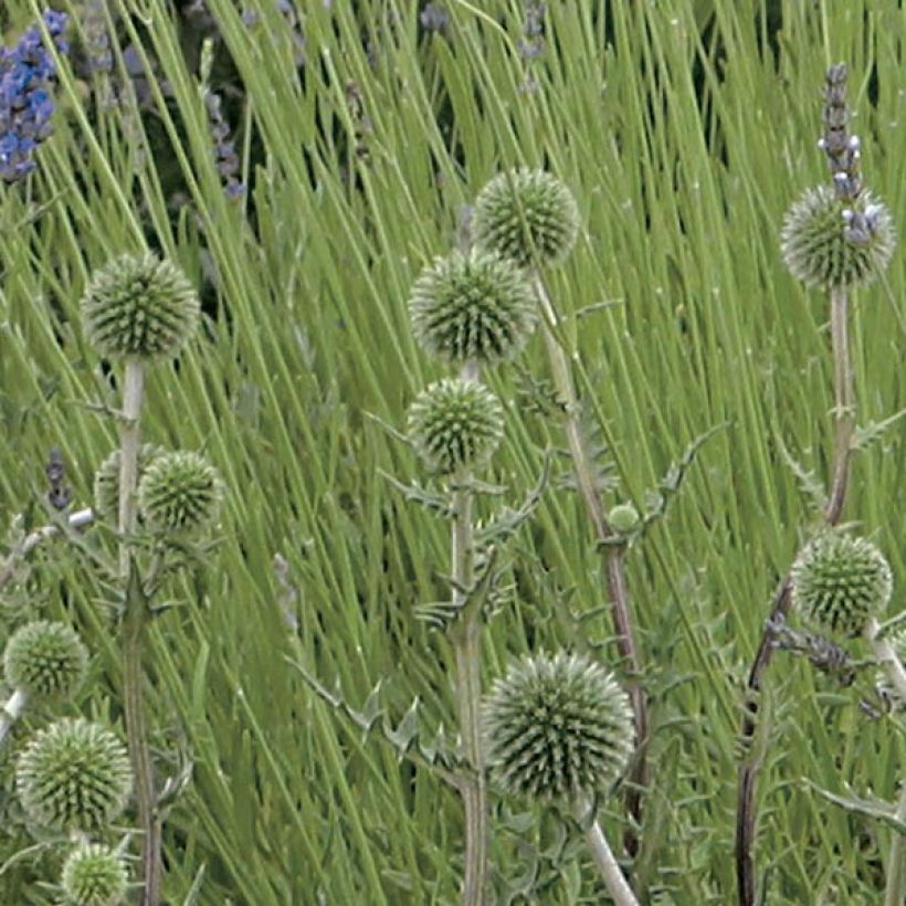 Große Kugeldistel Arctic Glow - Echinops sphaerocephalum (Flowering)