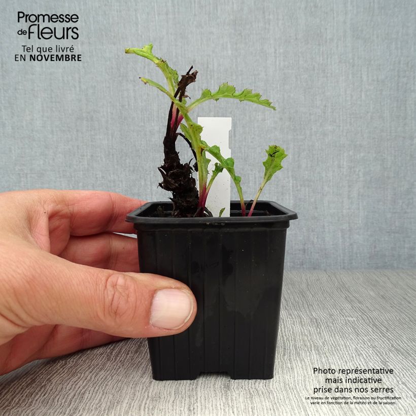 Example of Banater Kugeldistel Blue Globe - Echinops bannaticus Kleine Töpfe von 8/9 cm as you get in automne