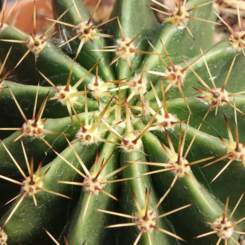 Echinopsis multiplex - Seeigelkaktus (Laub)