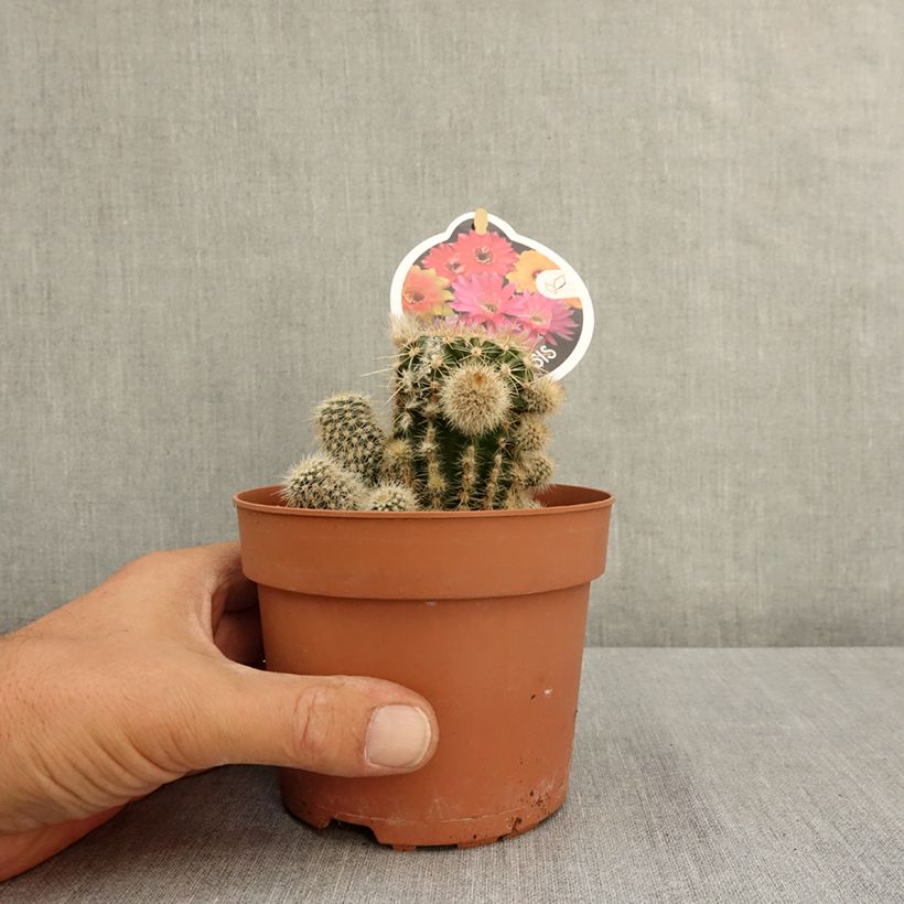 Exemplar von Echinopsis multiplex - Seeigelkaktus Topf mit 1L/1,5L wie im Sommer geliefert