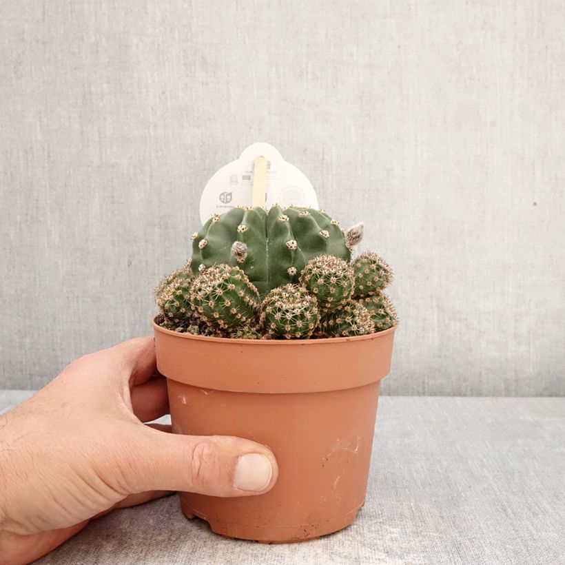 Exemplar von Echinopsis multiplex - Seeigelkaktus Topf mit 1L/1,5L wie im Frühjahr geliefert