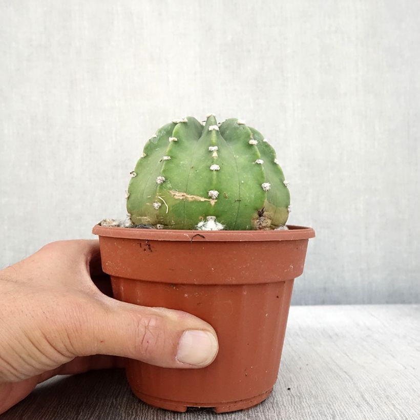 Example of Echinopsis subdenudata - Seeigelkaktus Topf 12 cm / 13 cm as you get in automne