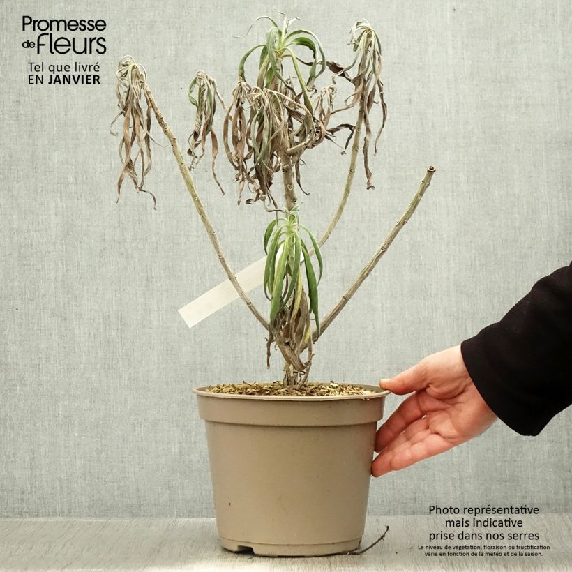 Exemplar von Echium candicans - Madeira-Natternkopf Topf mit 3L/4L wie im Winter geliefert