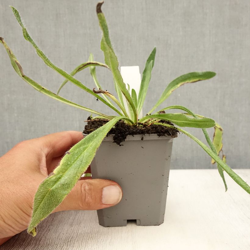 Exemplar von Echium vulgare - Gemeiner Natternkopf Kleine Töpfe von 8/9 cm wie im Sommer geliefert