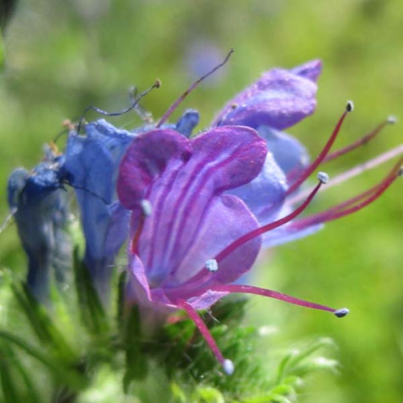 Echium vulgare - Gemeiner Natternkopf (Flowering)