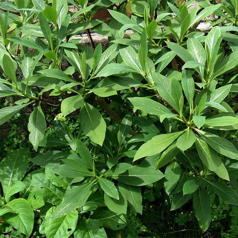 Edgeworthia chrysantha - Edgeworthie (Foliage)